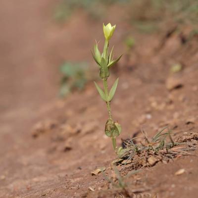 Centaurium maritimum