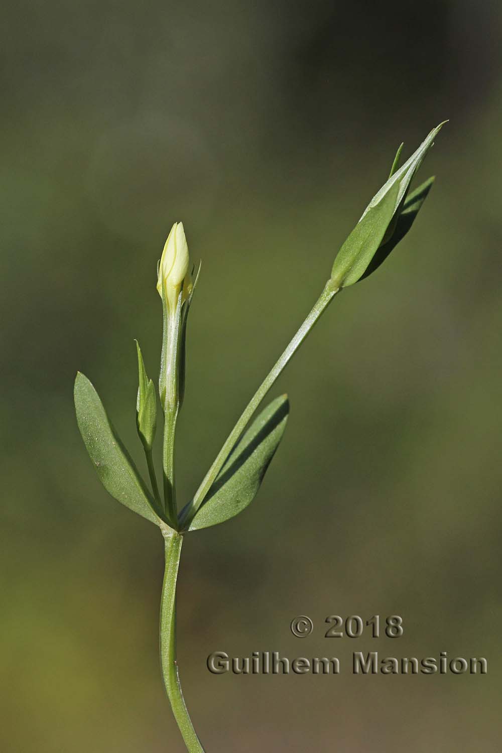 Centaurium maritimum