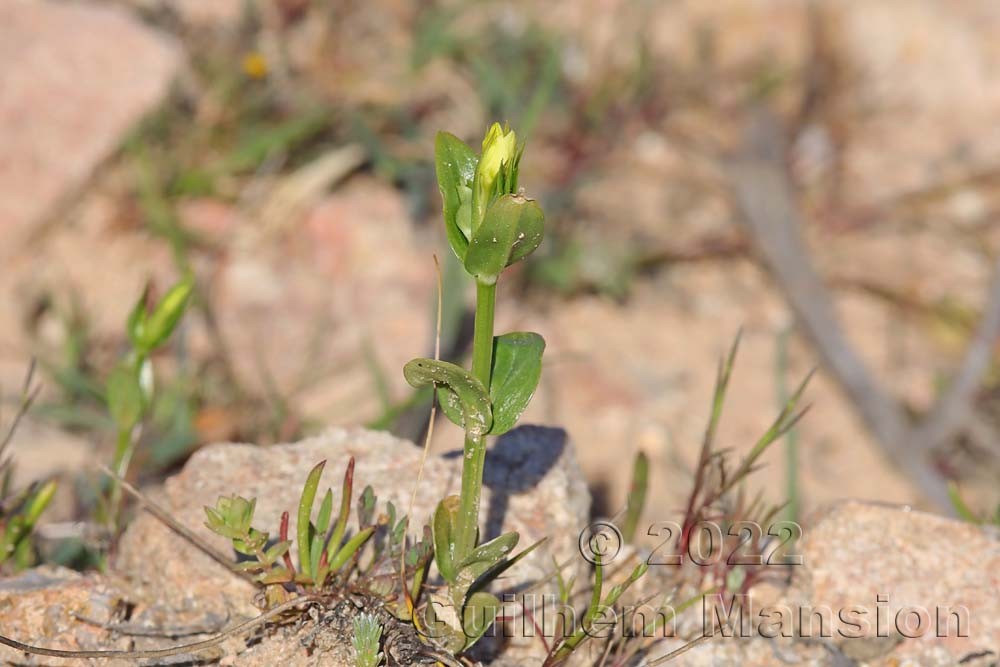 Centaurium maritimum