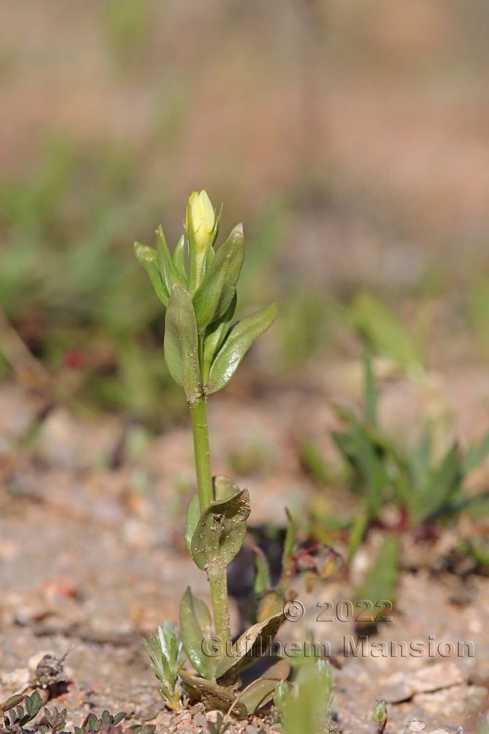 Centaurium maritimum