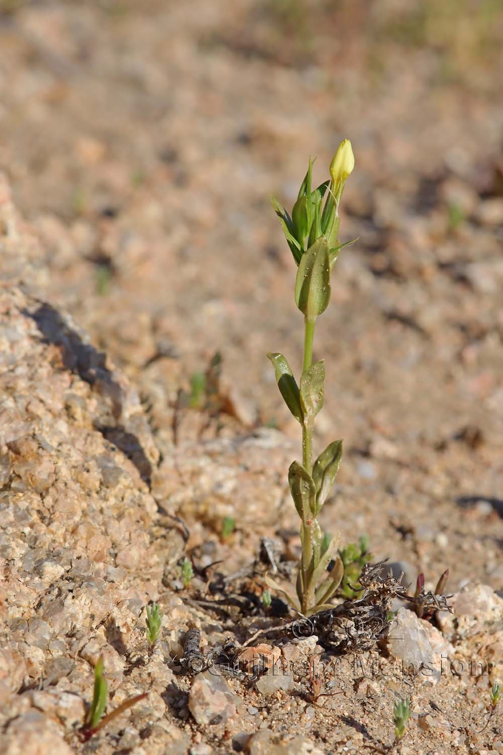 Centaurium maritimum