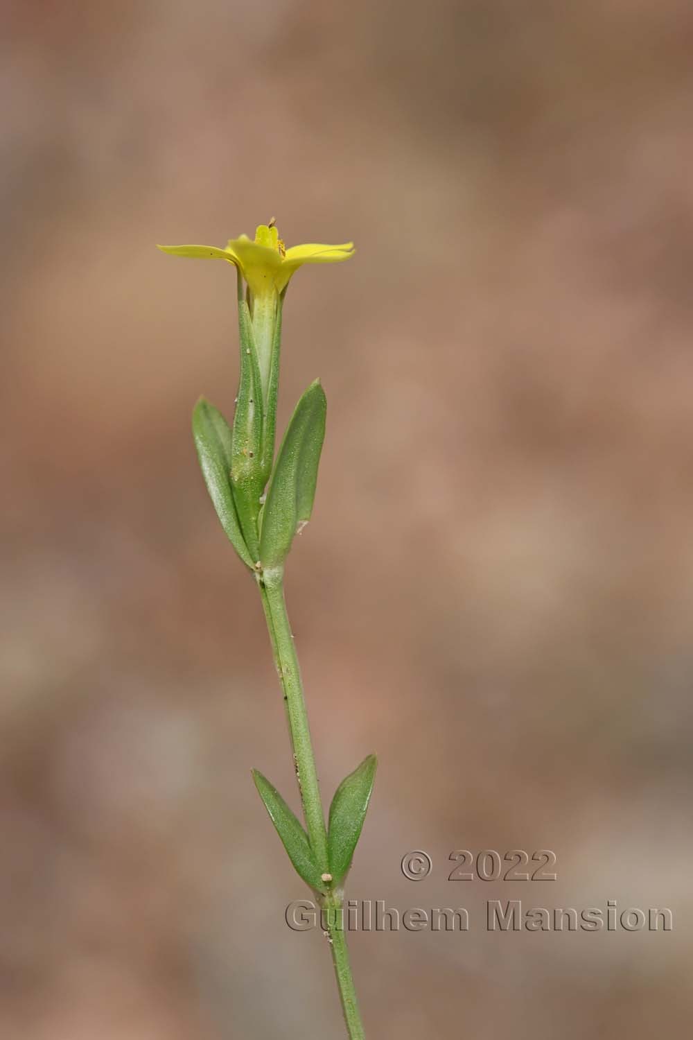 Centaurium maritimum