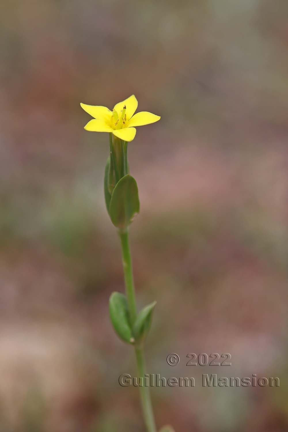 Centaurium maritimum