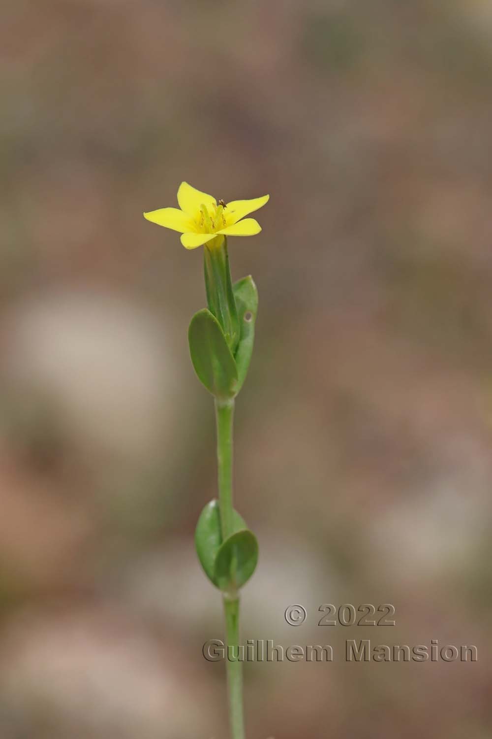 Centaurium maritimum