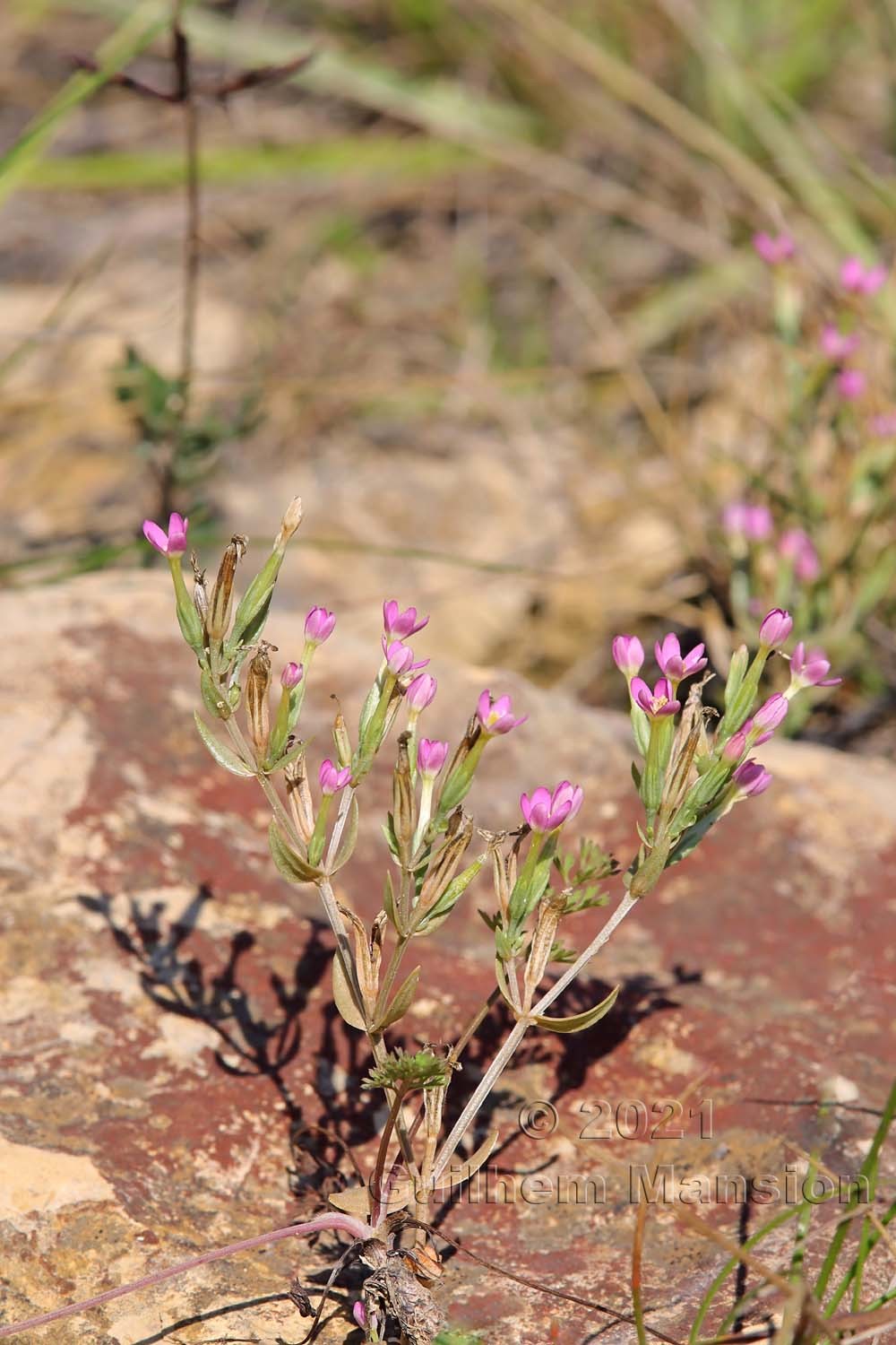 Centaurium pulchellum