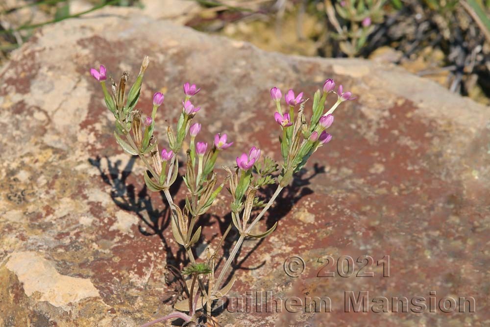 Centaurium pulchellum