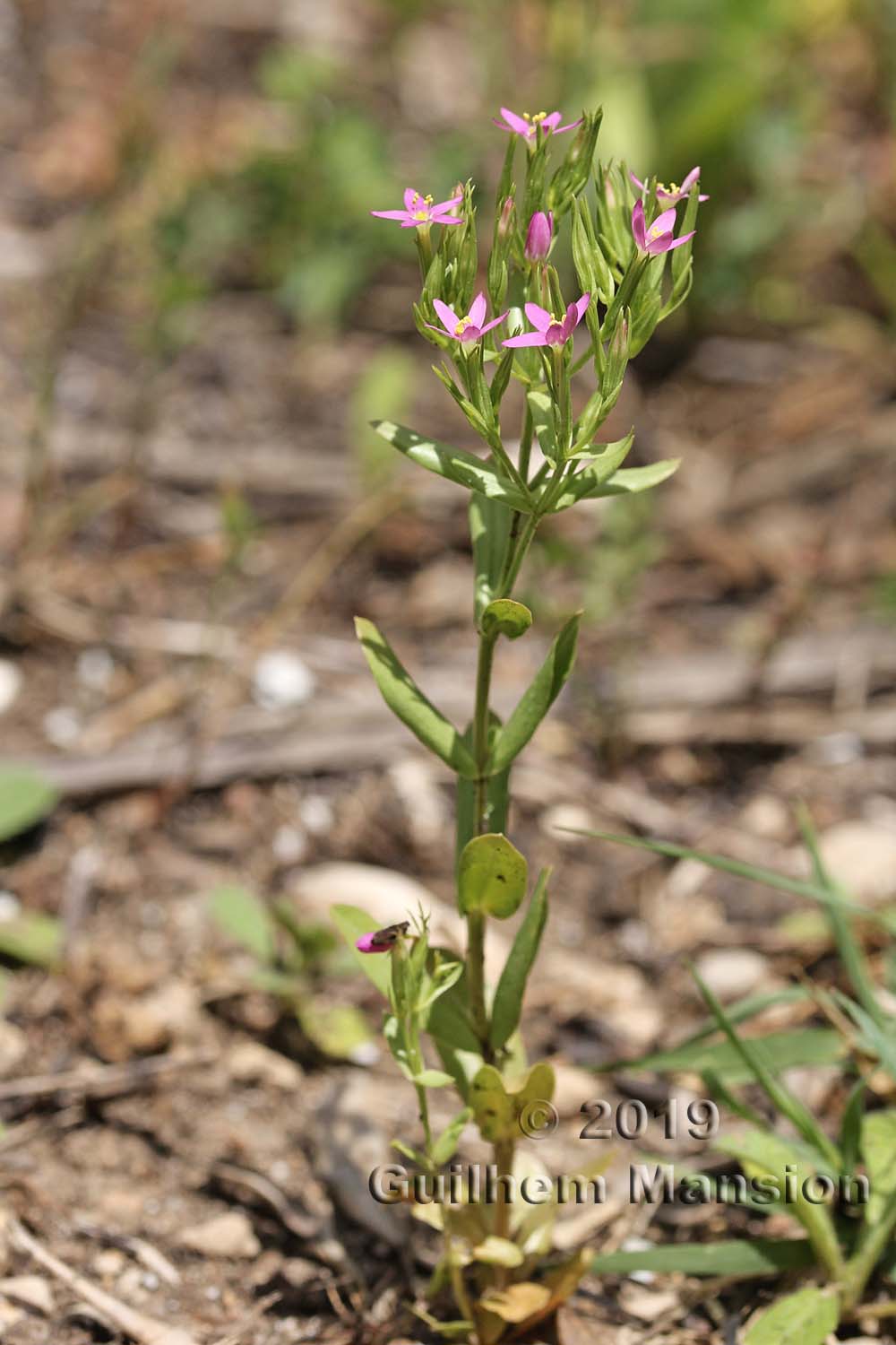 Centaurium tenuiflorum