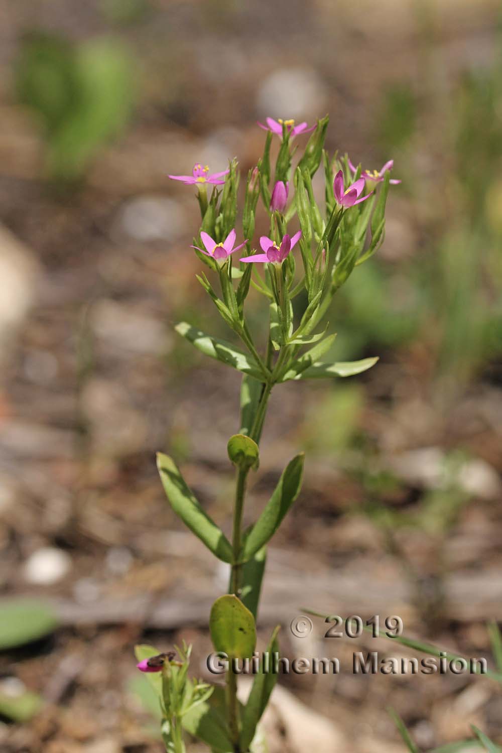 Centaurium tenuiflorum