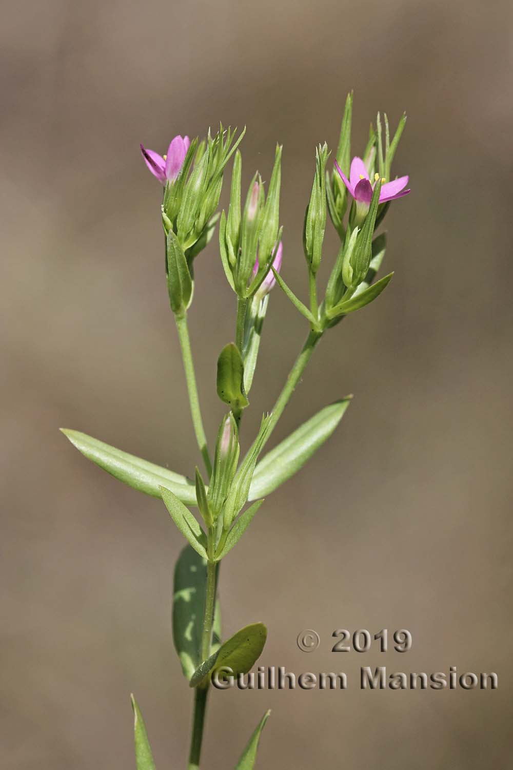 Centaurium tenuiflorum