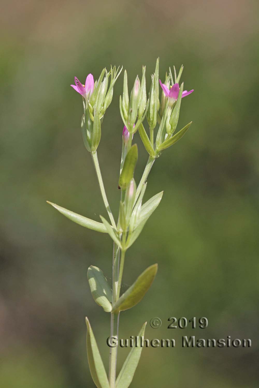 Centaurium tenuiflorum