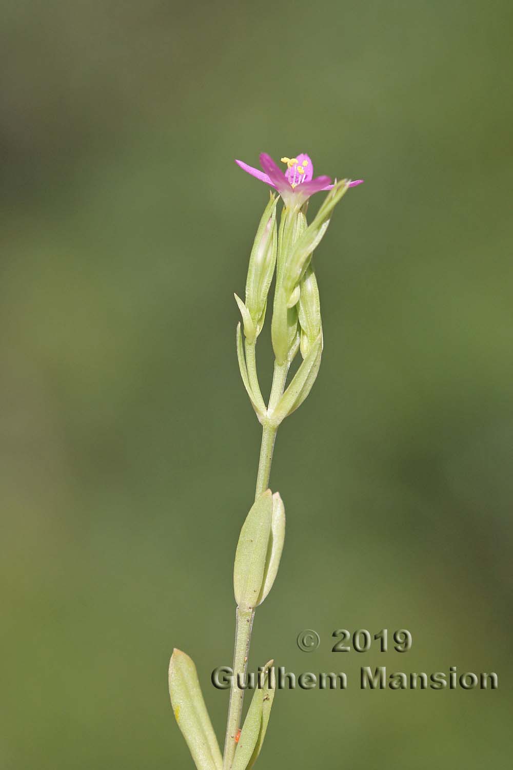 Centaurium tenuiflorum