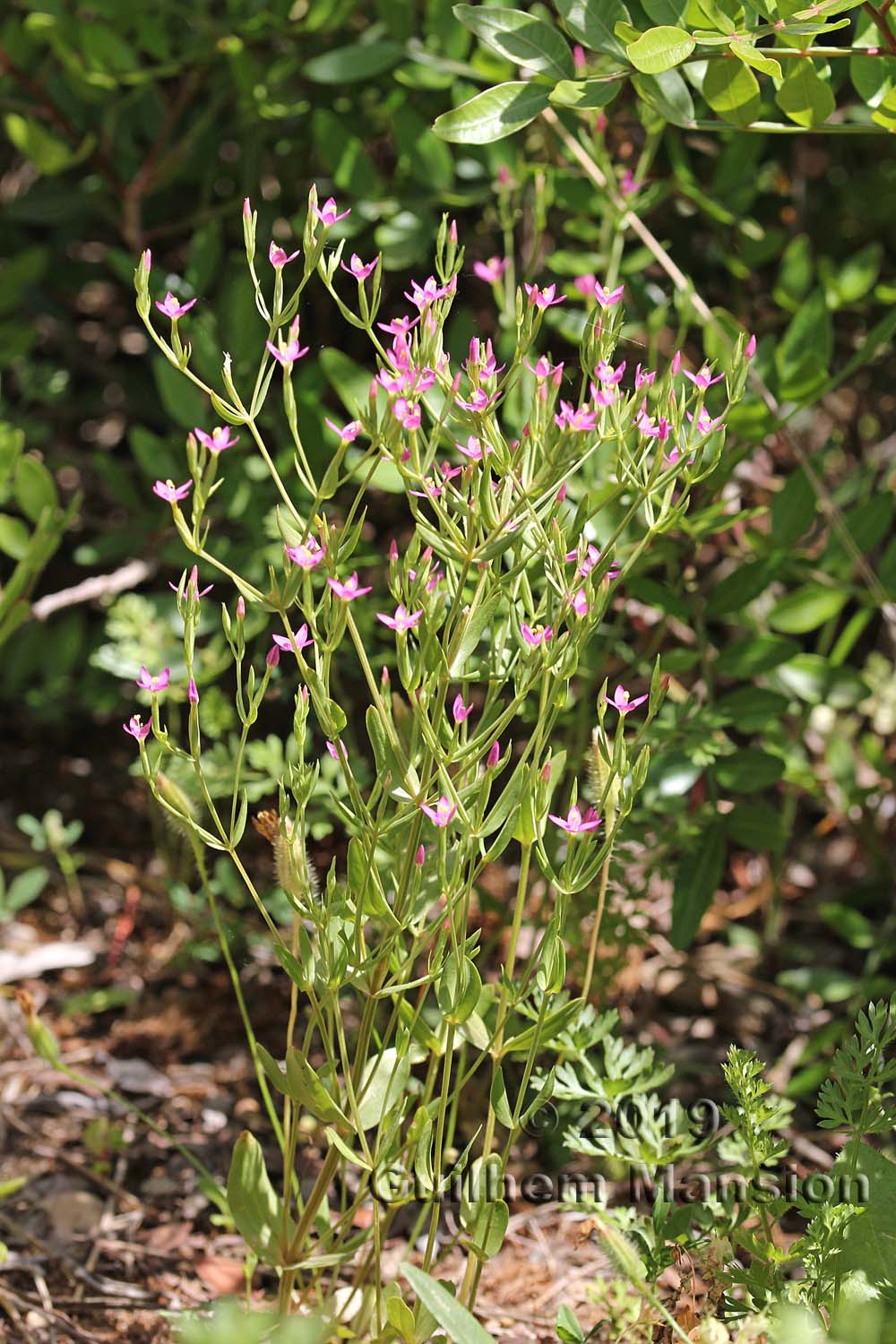 Centaurium tenuiflorum