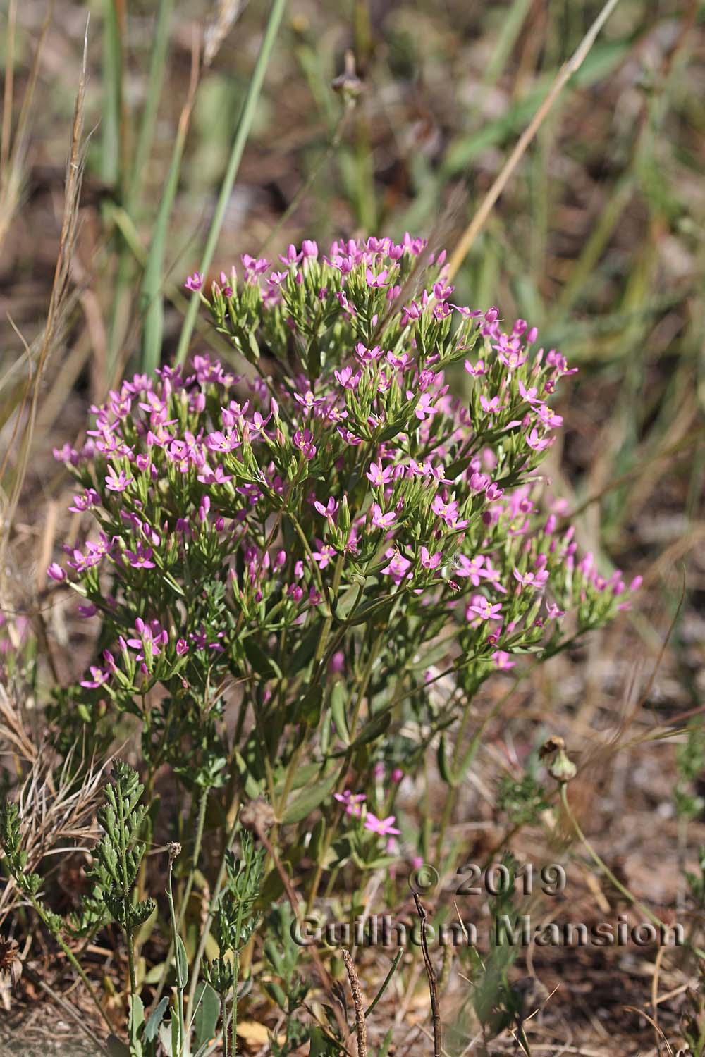 Centaurium tenuiflorum