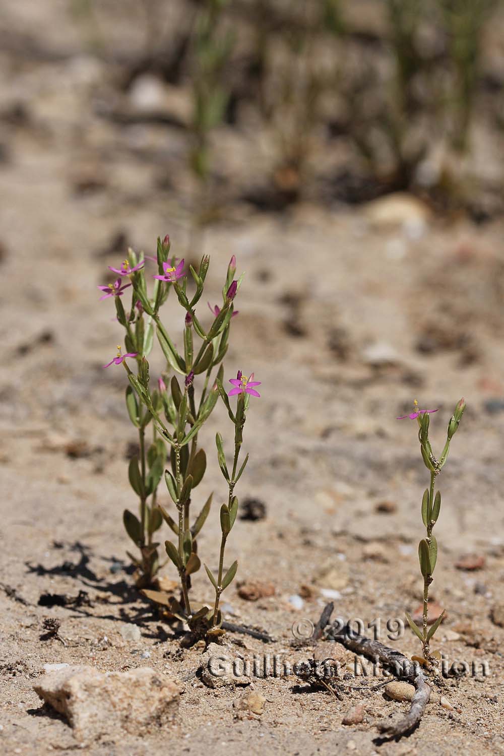 Centaurium tenuiflorum