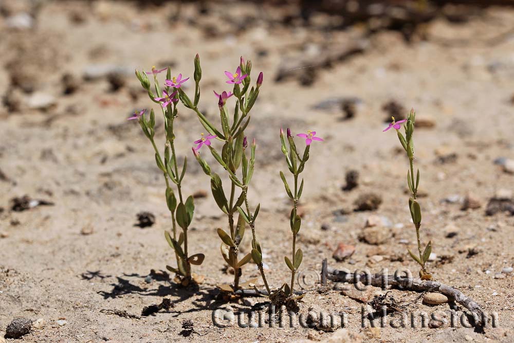 Centaurium tenuiflorum