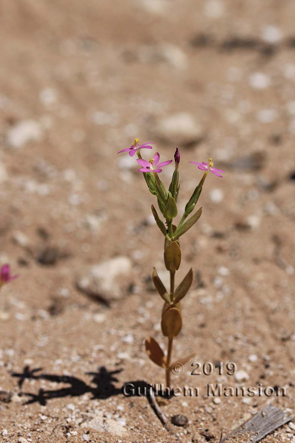 Centaurium tenuiflorum