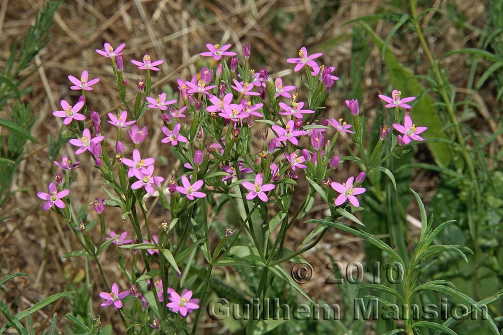 Centaurium x tenuiflorum