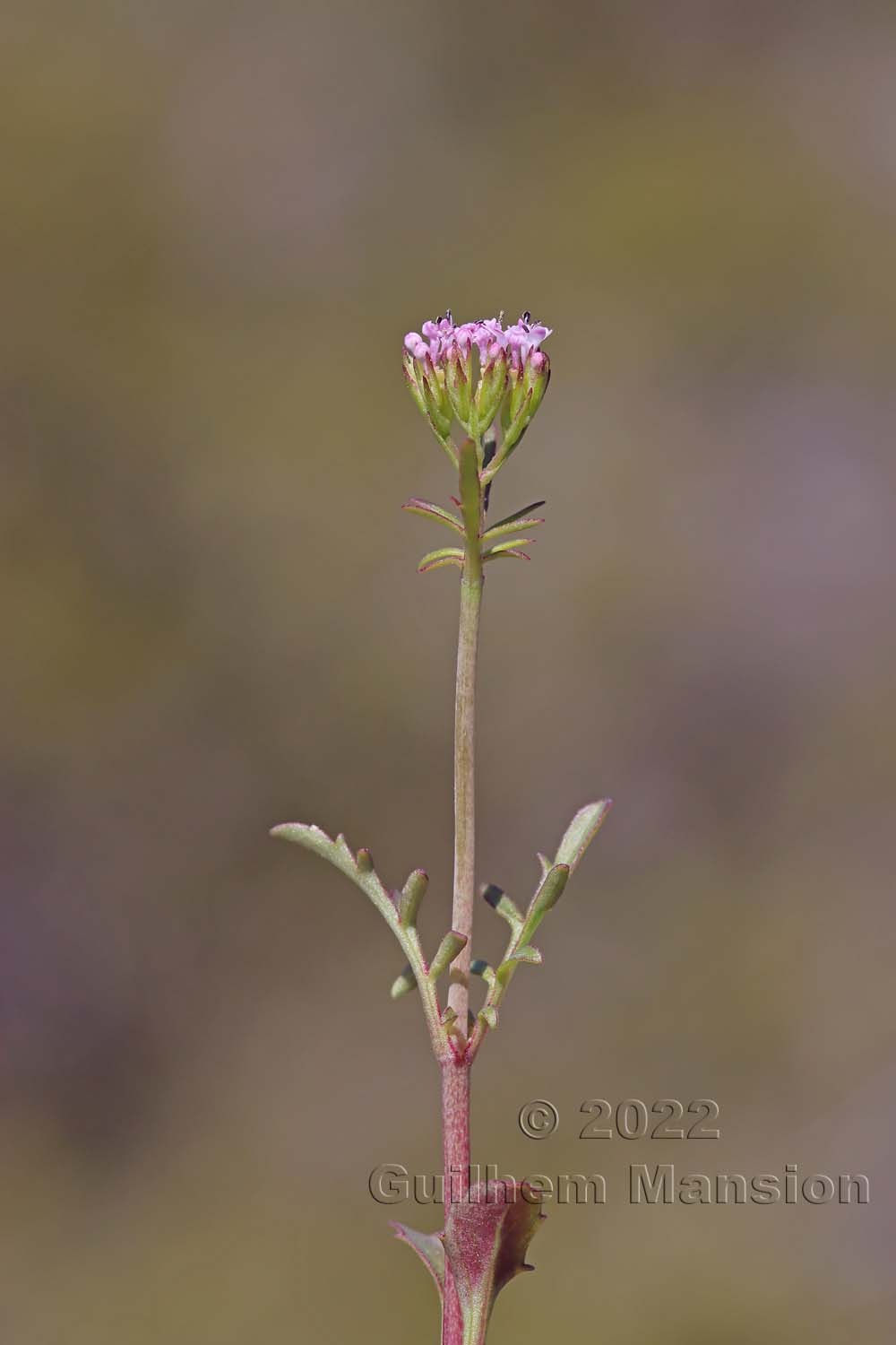 Centranthus calcitrapae