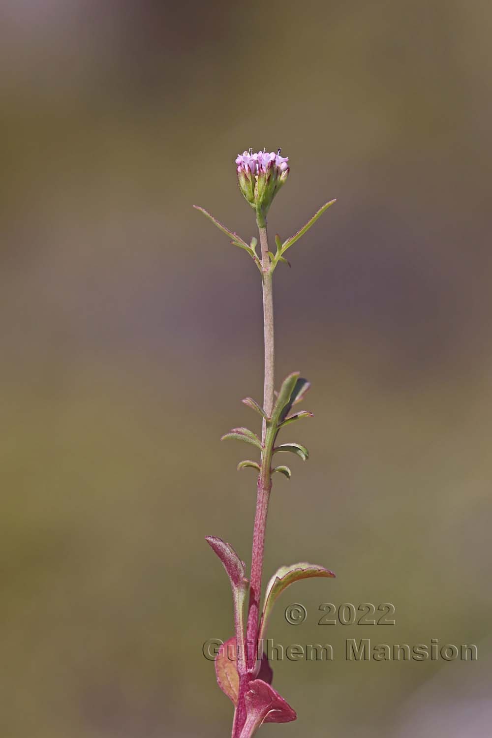 Centranthus calcitrapae