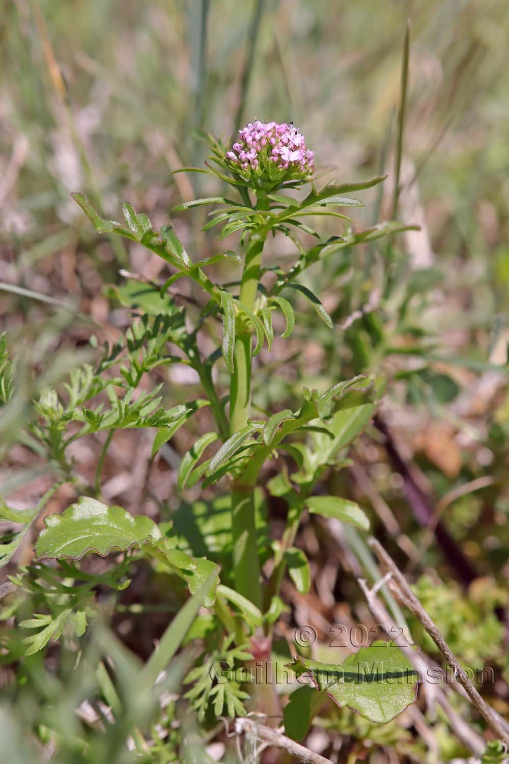 Centranthus calcitrapae