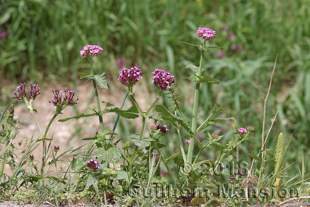 Centranthus macrosiphon