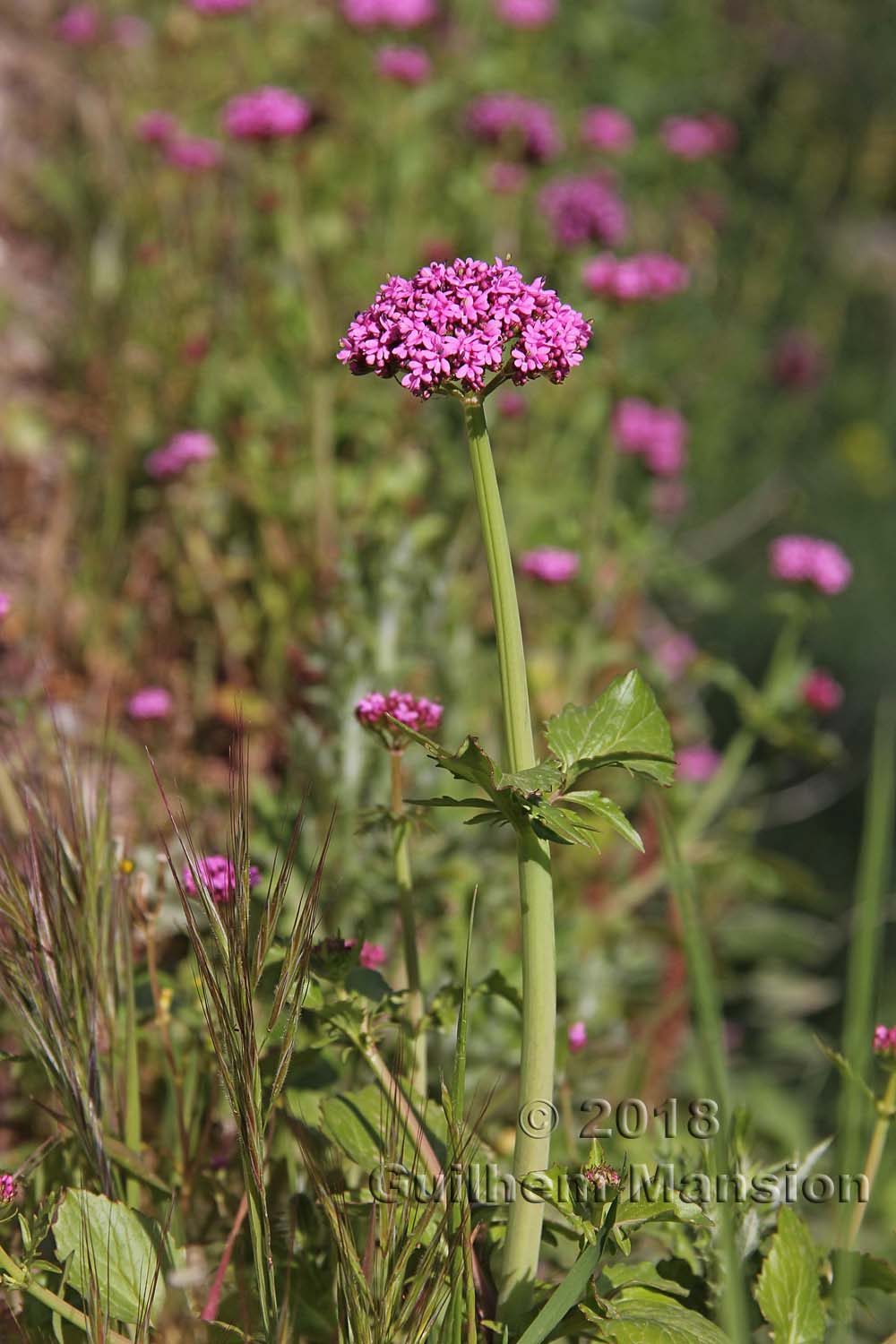 Centranthus macrosiphon