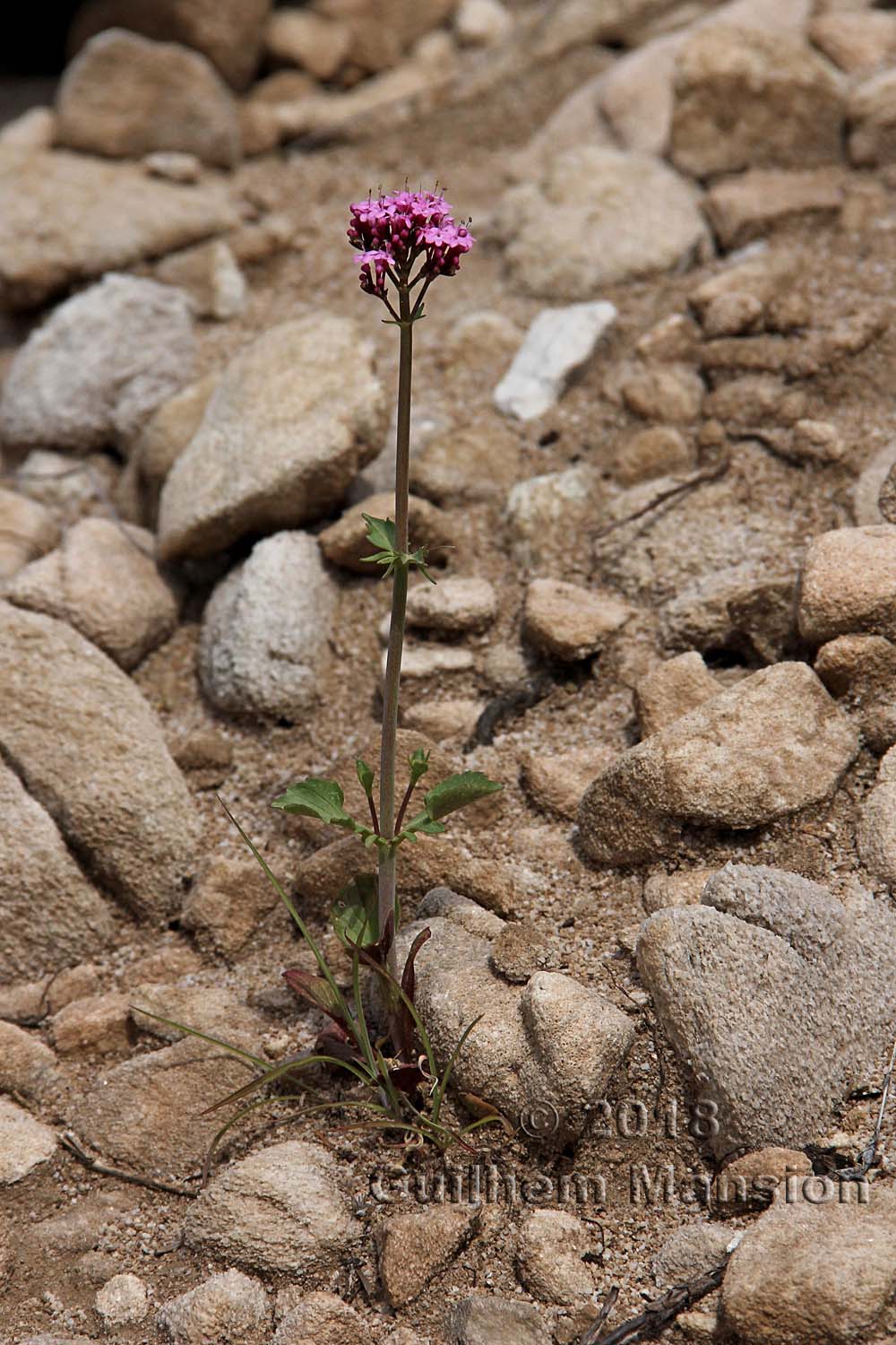 Centranthus macrosiphon