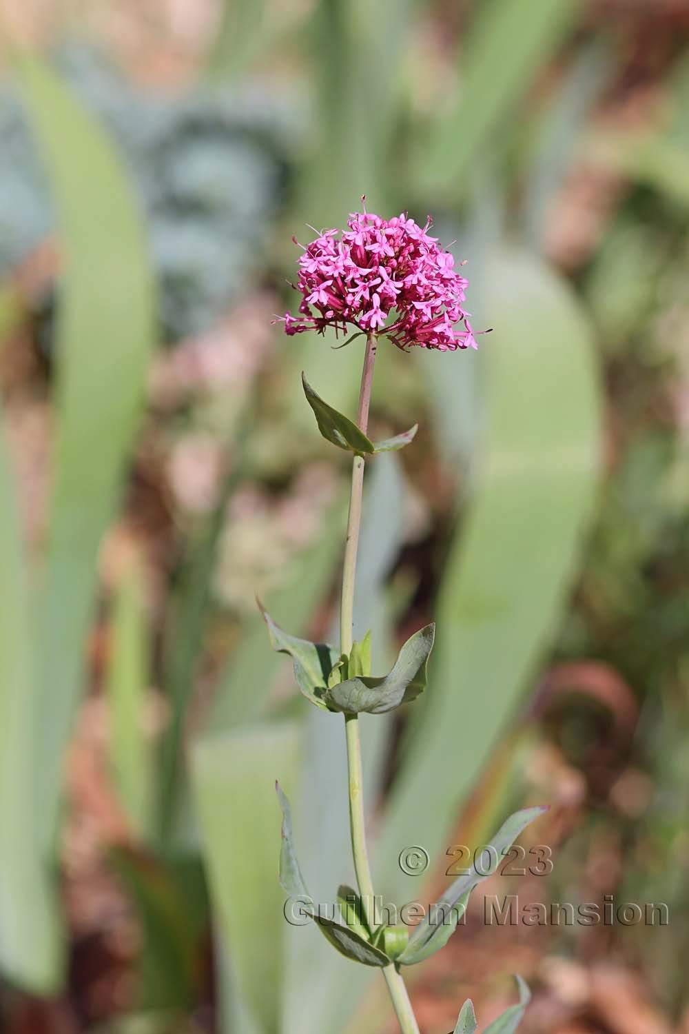 Centranthus ruber