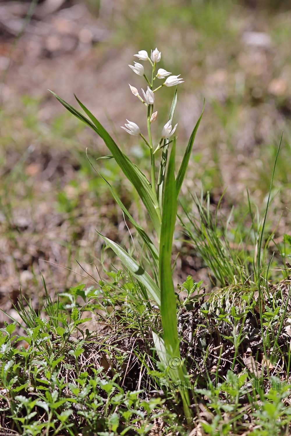 Cephalanthera longifolia