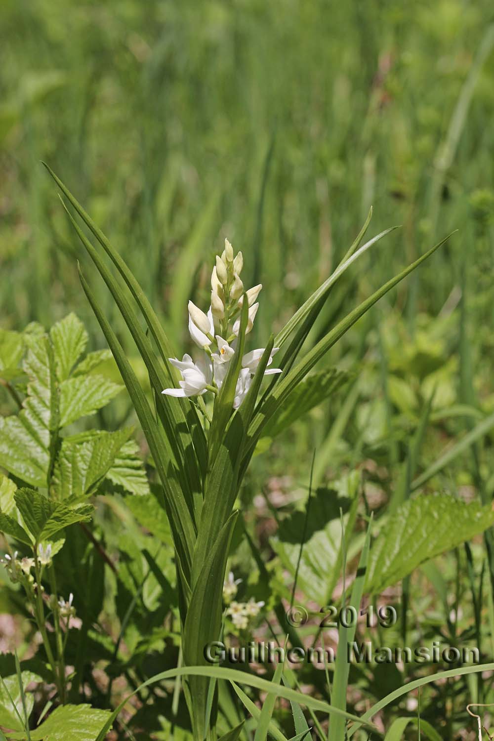 Cephalanthera longifolia