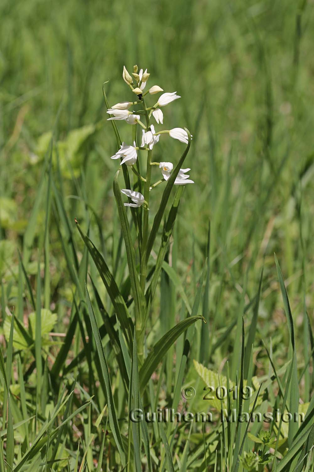 Cephalanthera longifolia