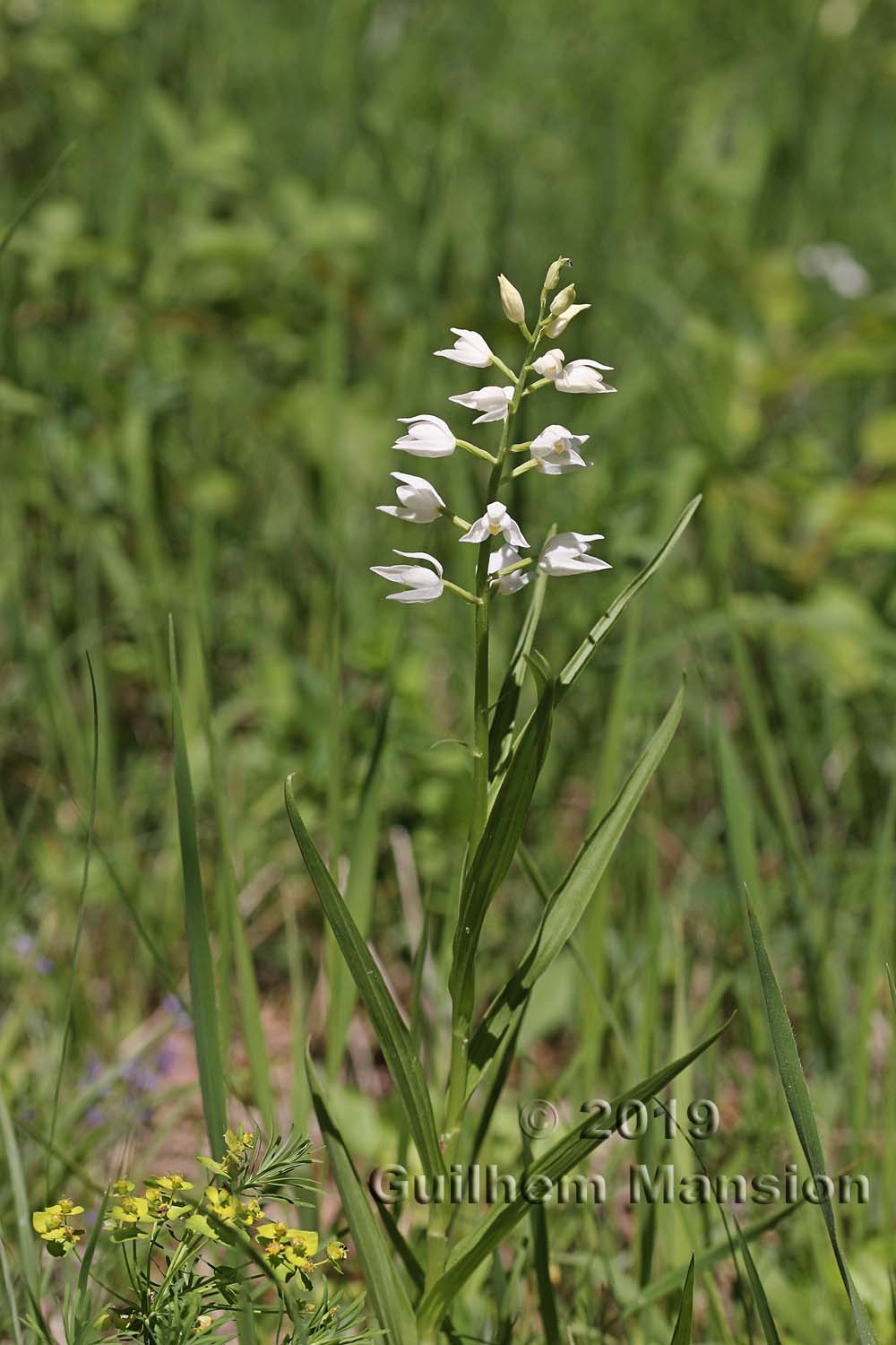 Cephalanthera longifolia