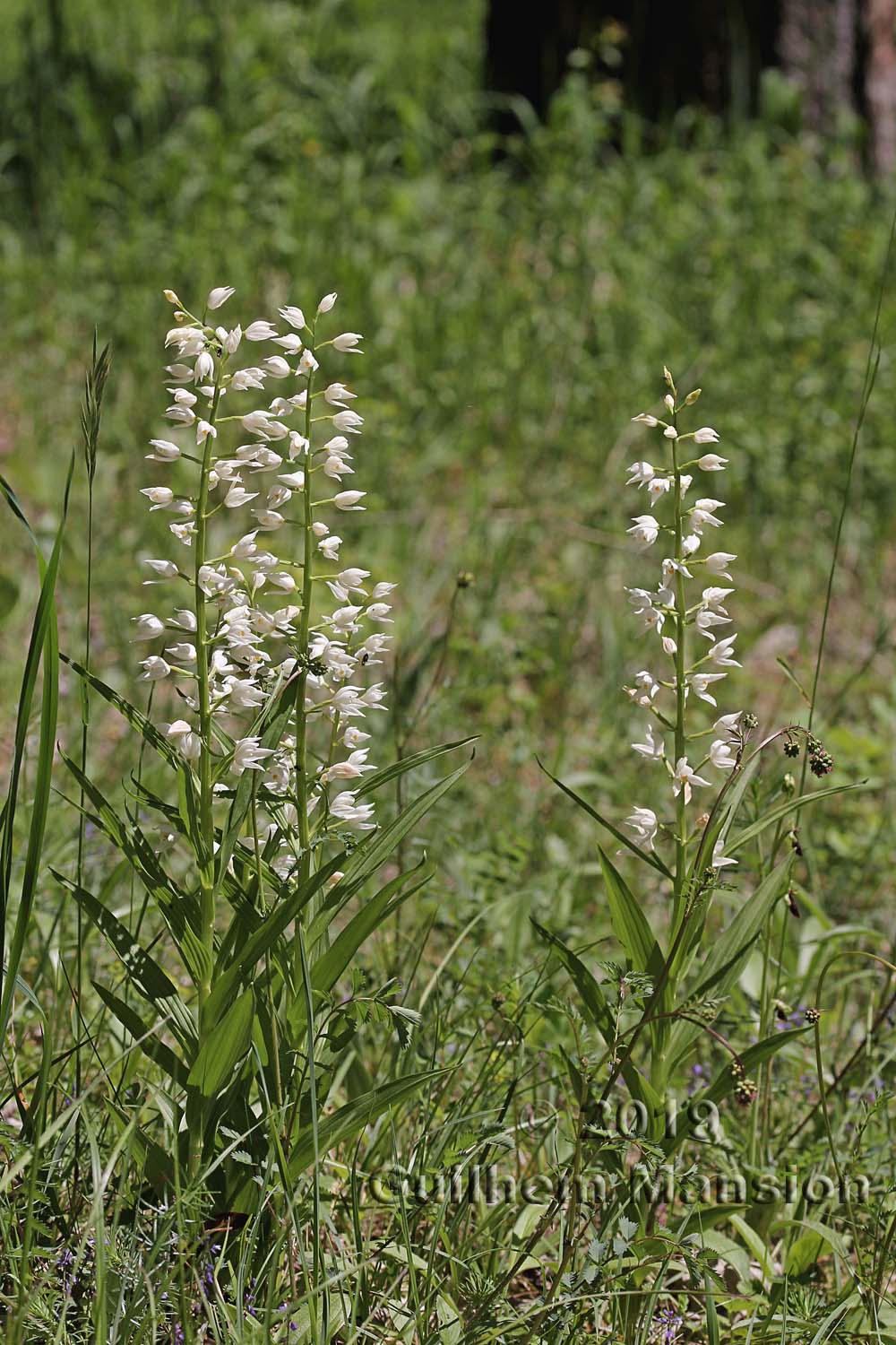 Cephalanthera longifolia