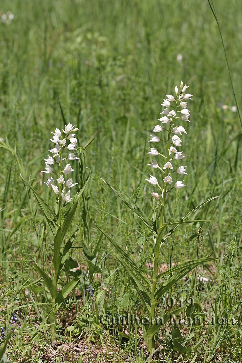 Cephalanthera longifolia