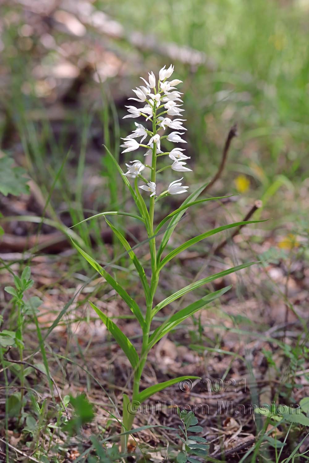 Cephalanthera longifolia