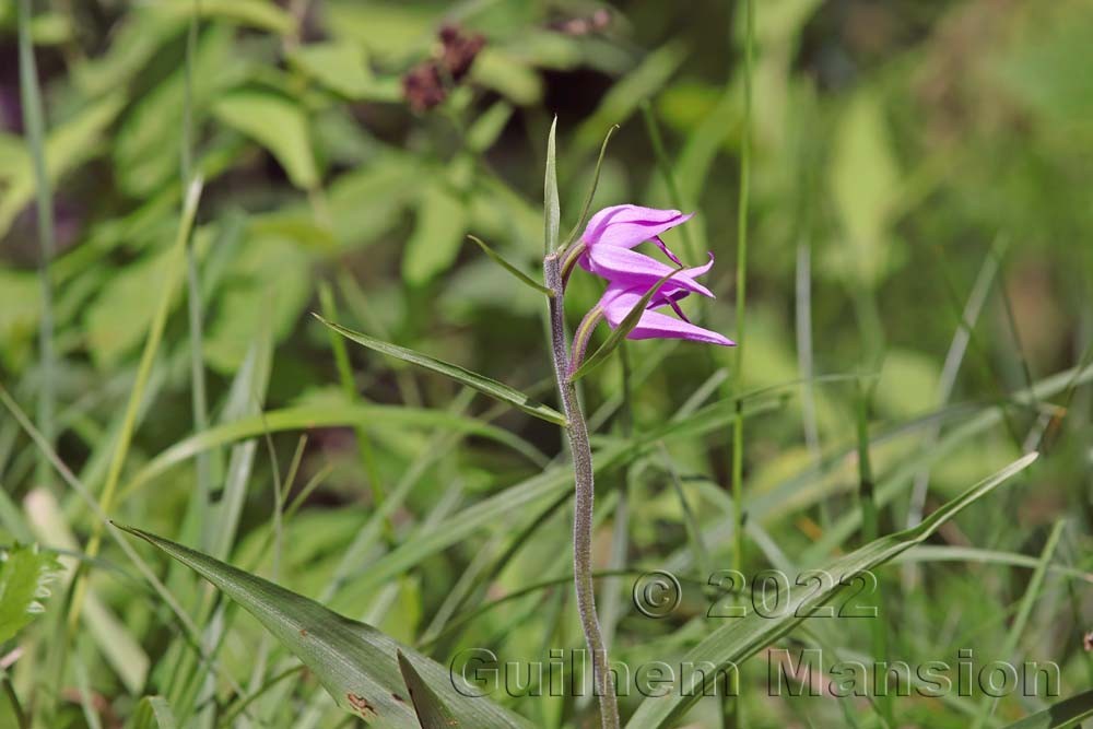 Cephalanthera rubra