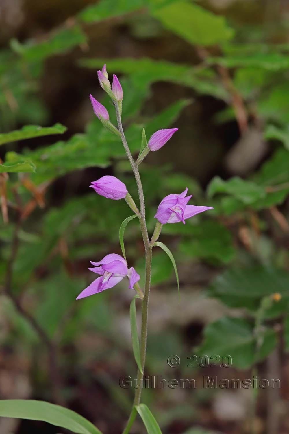 Cephalanthera rubra