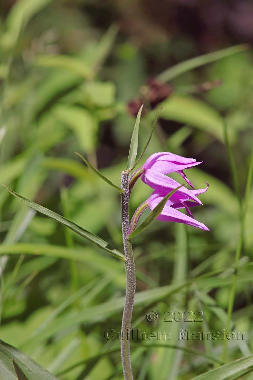 Cephalanthera rubra