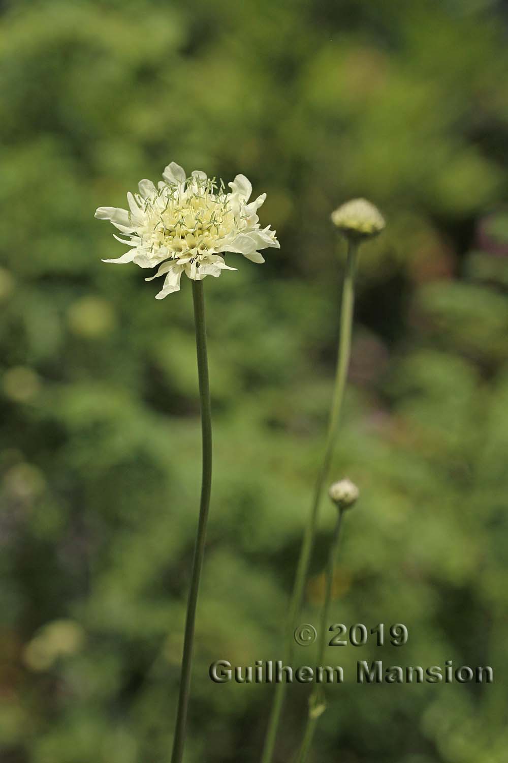 Cephalaria gigantea