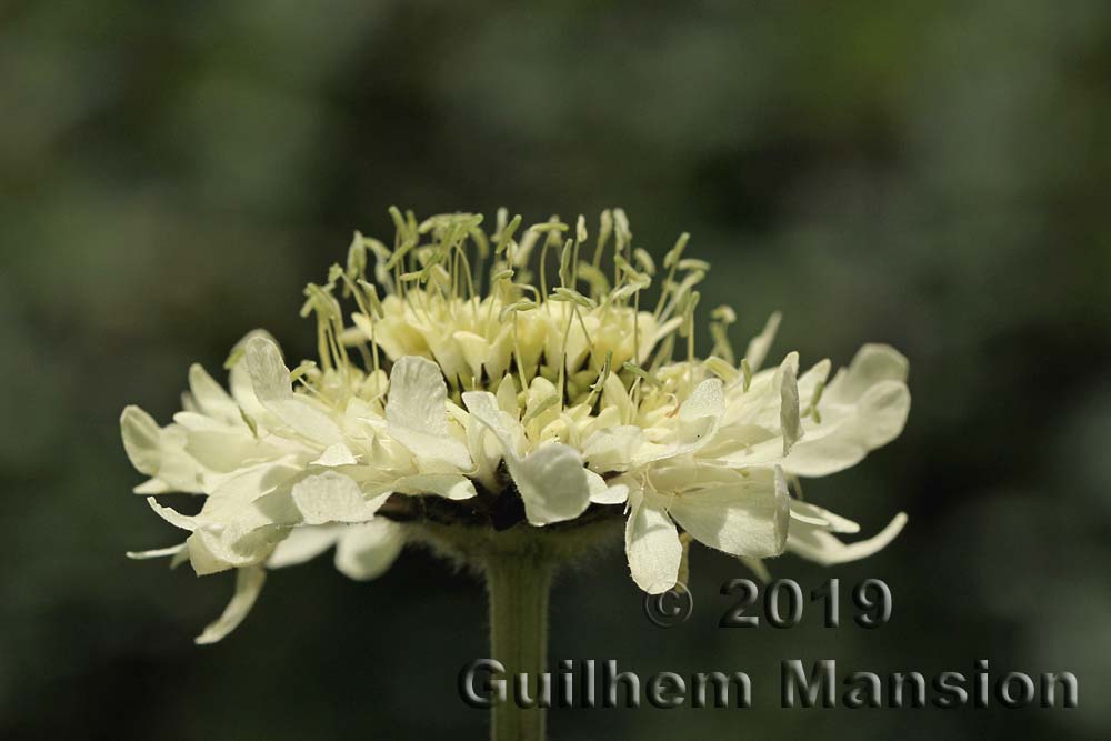 Cephalaria gigantea