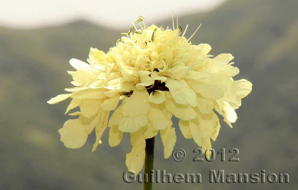 Cephalaria gigantea