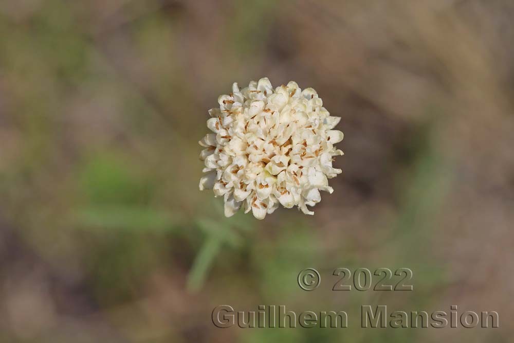 Cephalaria leucantha