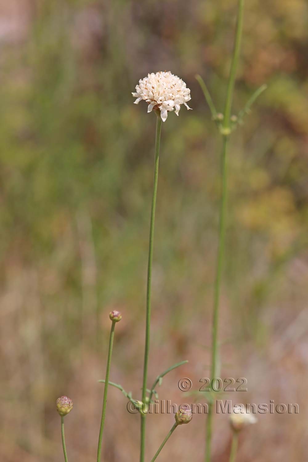 Cephalaria leucantha