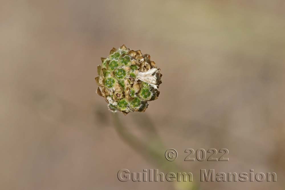 Cephalaria leucantha