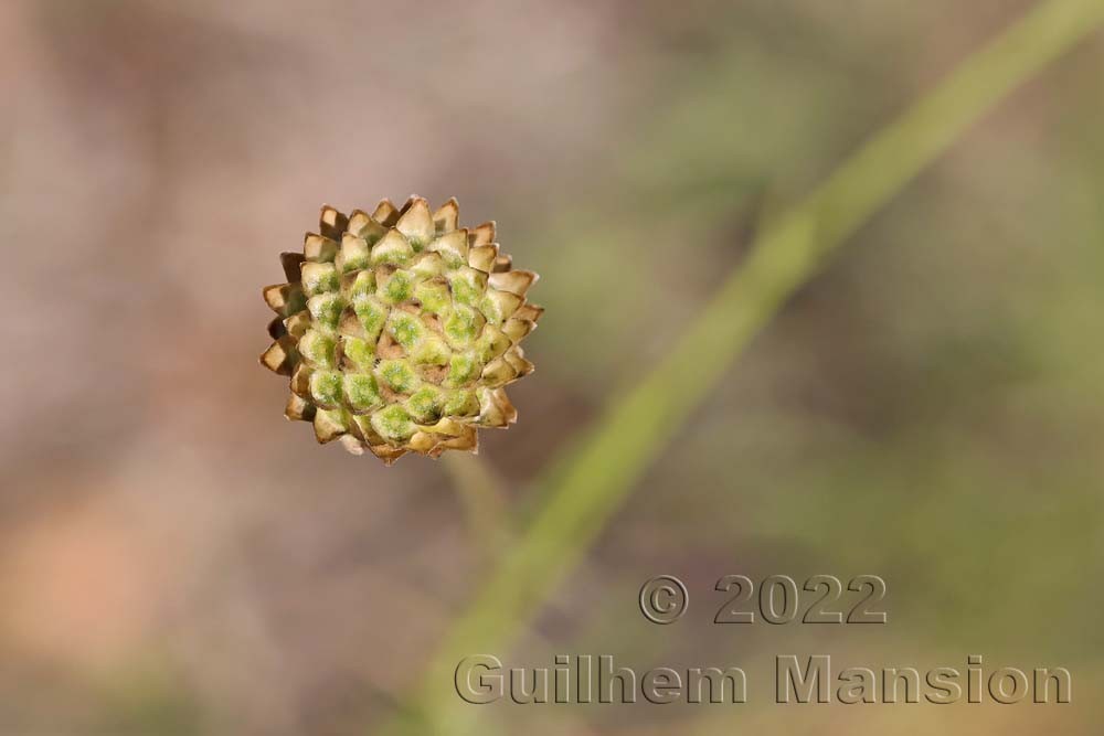 Cephalaria leucantha