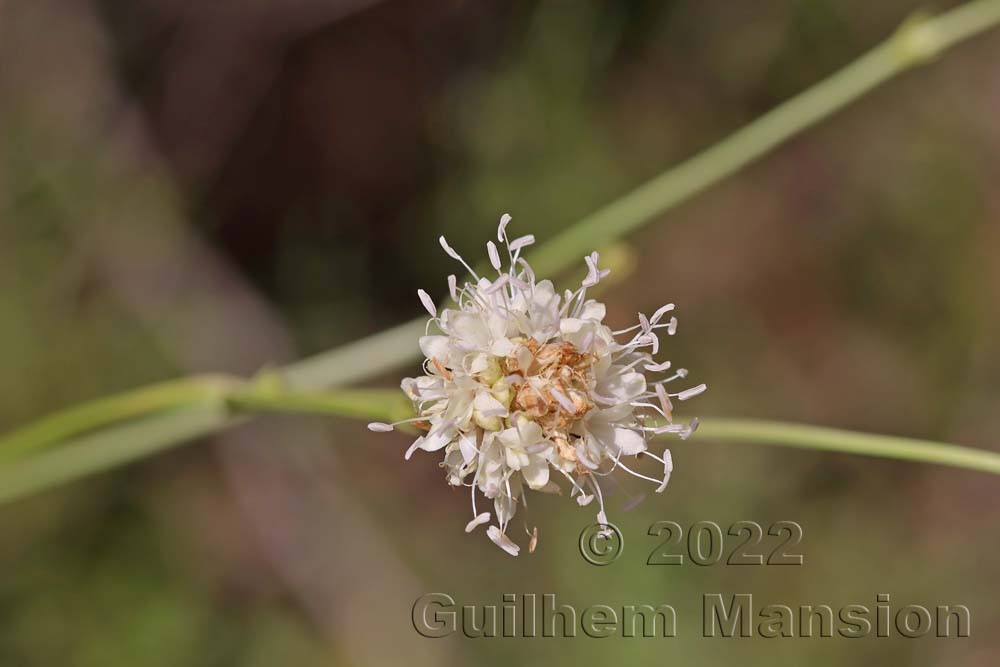 Cephalaria leucantha