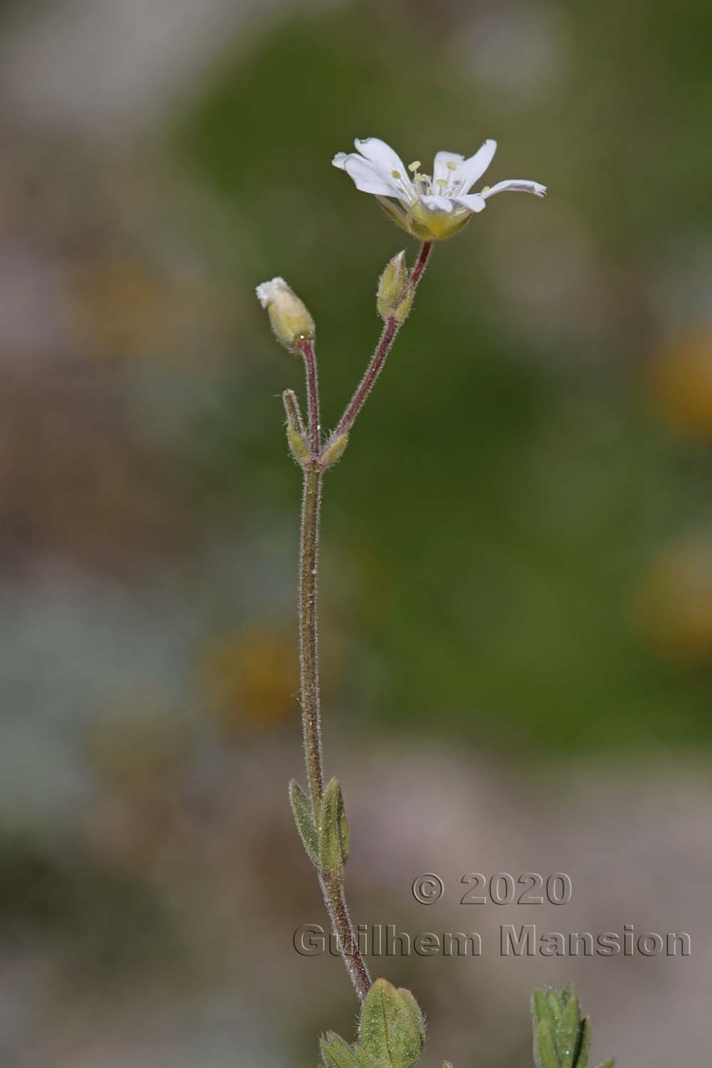 Cerastium alpinum