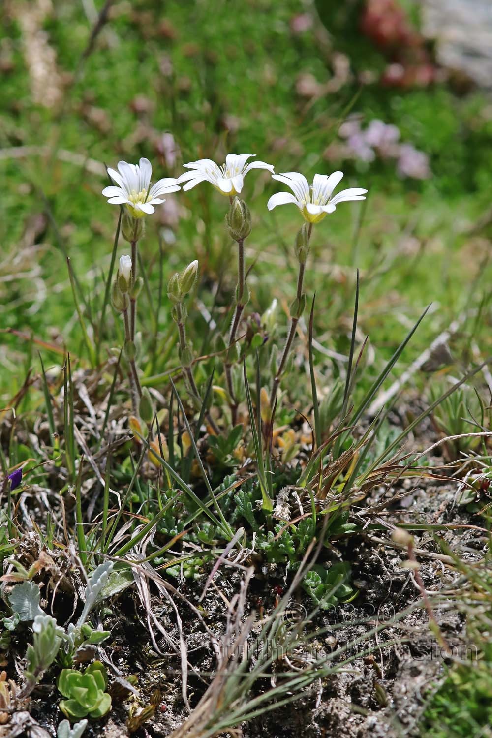 Cerastium alpinum