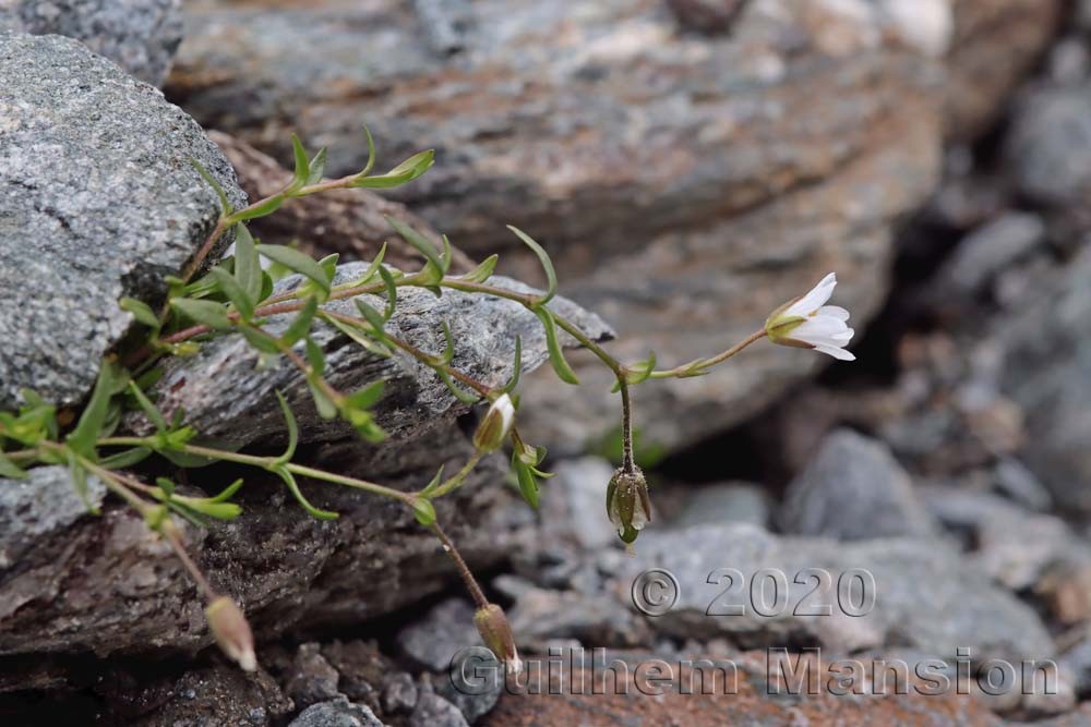 Cerastium cerastioides