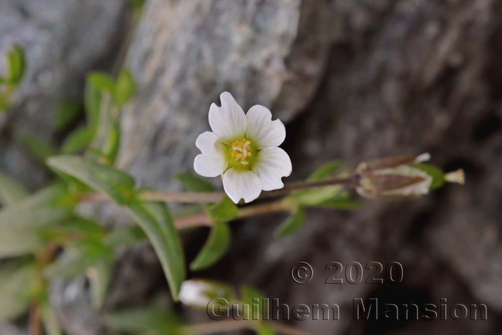 Cerastium cerastioides